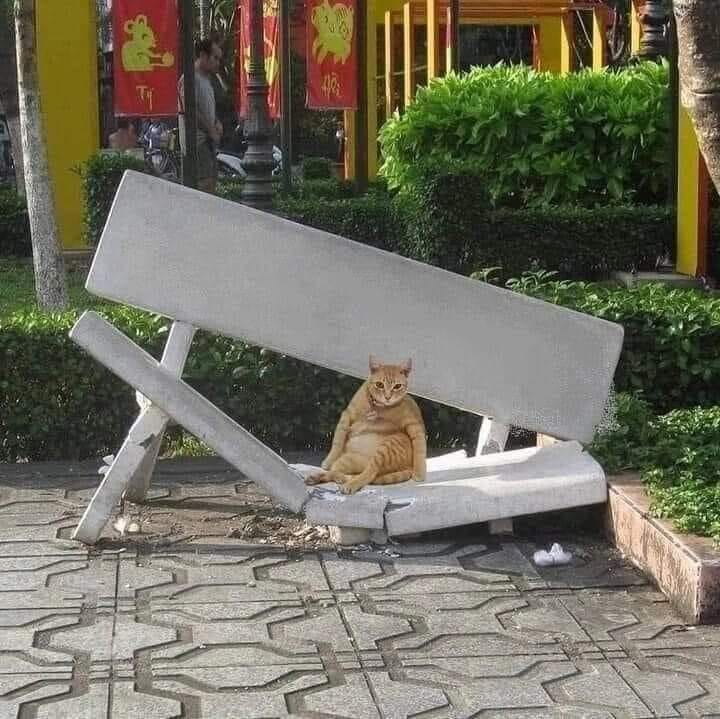 Cat bench.jpg