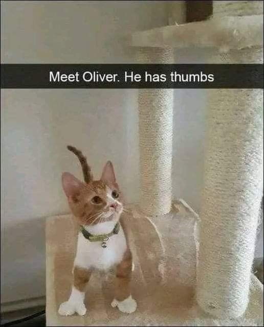 Cat thumbs.jpg