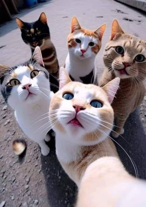 Cats looking up.jpg