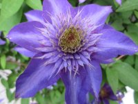 Clematis.JPG