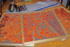 Tomato trays loaded (600 x 399).jpg