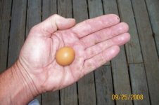 Pullet egg (600 x 399).jpg