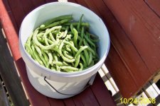 Beans (550 x 367).jpg