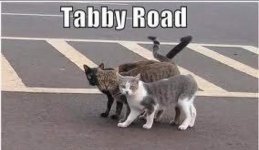 Tabbyroad20180511_115957.jpg