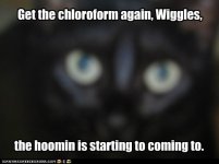 cat_chloroform.jpg