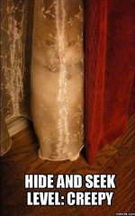 Cat curtain.jpg