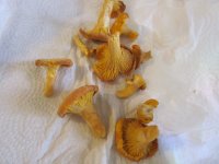 Chanterelles.JPG