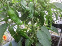 Shishito peppers, 1 on the vine.JPG