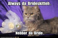 cat_bridesmaid.jpg