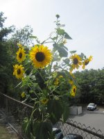 Sunflower 2016.JPG