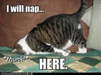nap here cat.jpg
