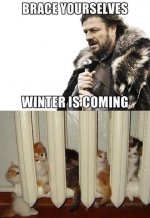 cat_winter.jpg