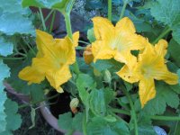 Squash blossoms, open.JPG