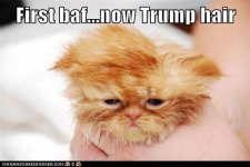 cat_trump.jpg