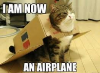 cat airplane.png