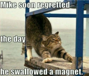 cat magnet.png