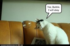 cat_bubble.jpg