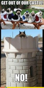 cat_castle.jpg