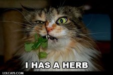 cat herb.jpg