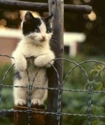 cat_fence2.jpg