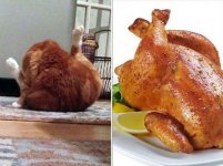 turkey-cat.jpg