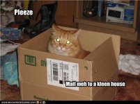 cat_kleenhouse.jpg