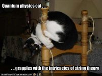Cat physics.jpg