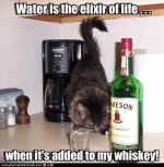 cat_whiskey.jpg