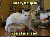 cat_roll.jpg