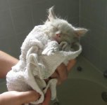 cat_bath.jpg