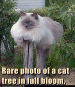 cat_cattree.jpg