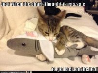 cat_shark.jpg