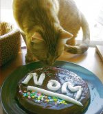 cat and birthday cake.jpg