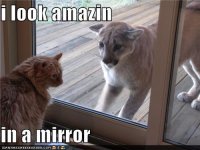 cat_mirror.jpg