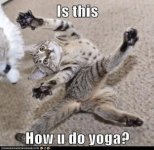 cat_yoga.jpg