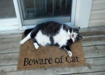 cat_beware.jpg