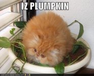 cat_pumpkin.jpg