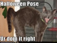 cat_halloweenpose.jpg