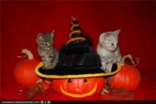 cat_halloweenkitties.jpg