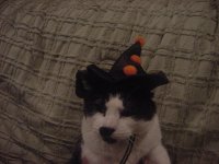 Gizmo Halloween 3.jpg