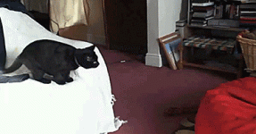 caturday534=1.gif