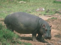hippopotamus[1].jpg