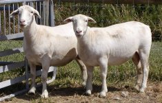 Two%20Dorper%20ewes[1].jpg