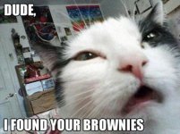 cat_brownies.jpg