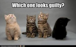 cat_guilty.jpg
