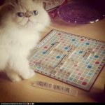 cat_scrabble.jpg