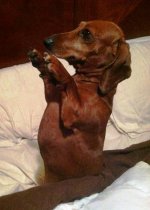 dachshund-begging-paws.jpg