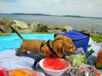 dachshund-picnic-puppy-photo.jpg