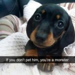 dog monster.jpg