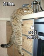 cat_coffee.jpg